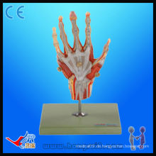 Muskel Anatomie Hand, Kunststoff Hand Modell